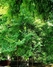 天井山
